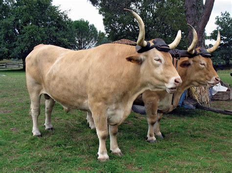 Oxen 